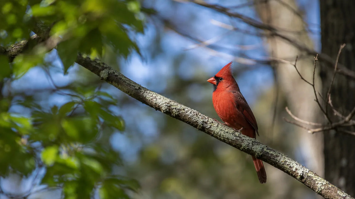 Male Northern Cardinal perched on a tree branch